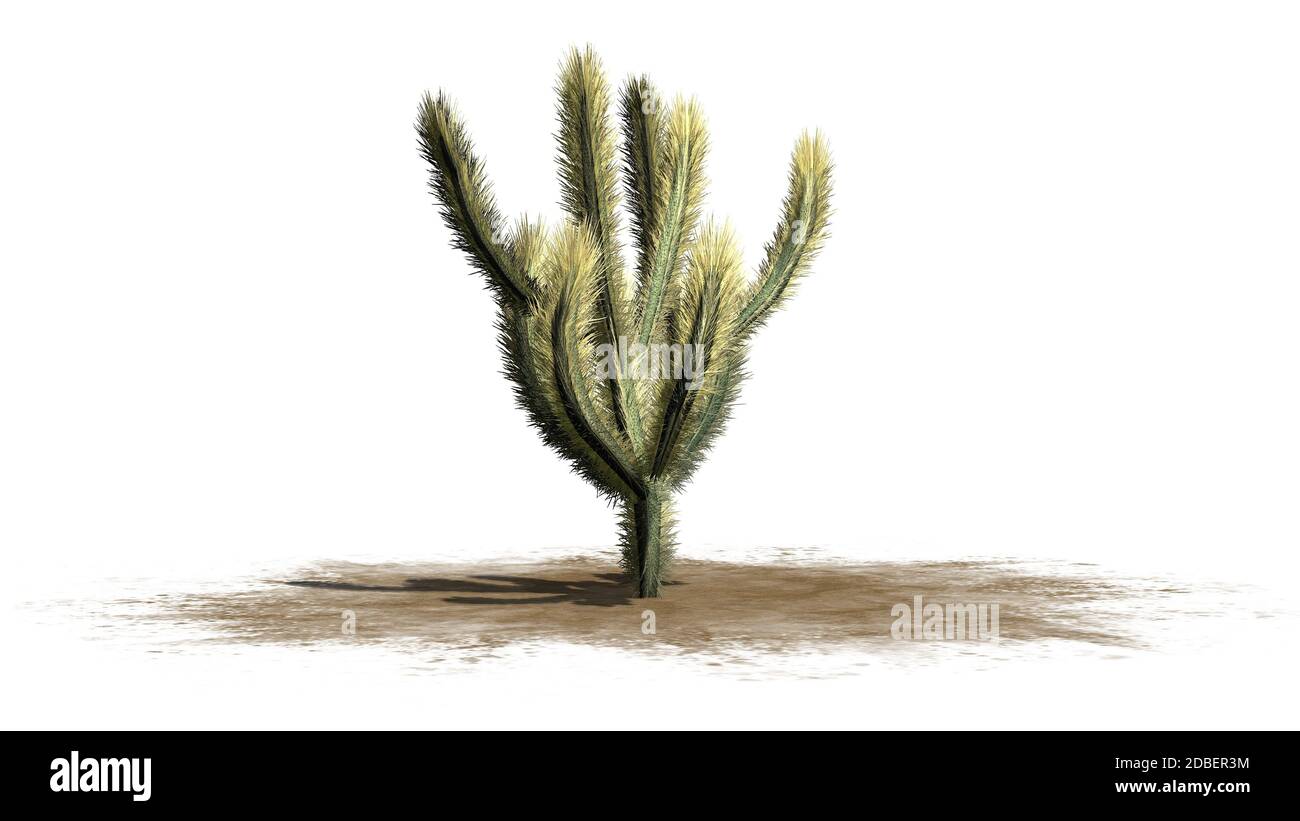 Corolle Cactus sur fond blanc Banque D'Images