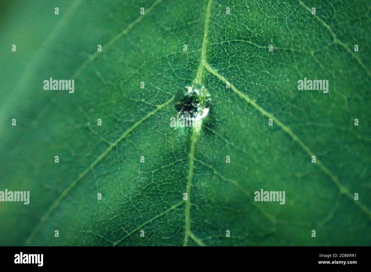 Goutte d'eau sur une feuille verte Banque D'Images
