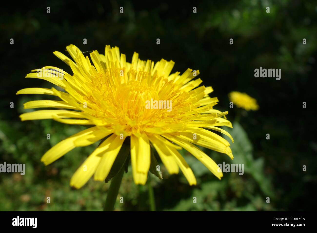 Ruderalia Taraxacum sect. Banque D'Images