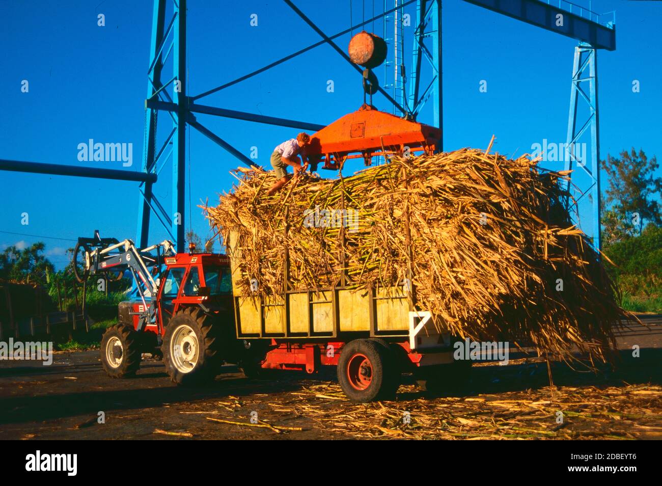 Canne à sucre fermier pesant la récolte de canne à sucre dans le sud-est de La Réunion Banque D'Images