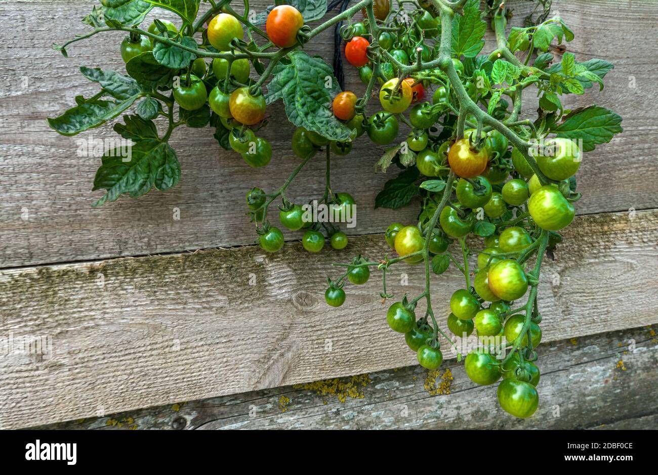 Mûrir les tomates vertes sur une plante suspendue Banque D'Images