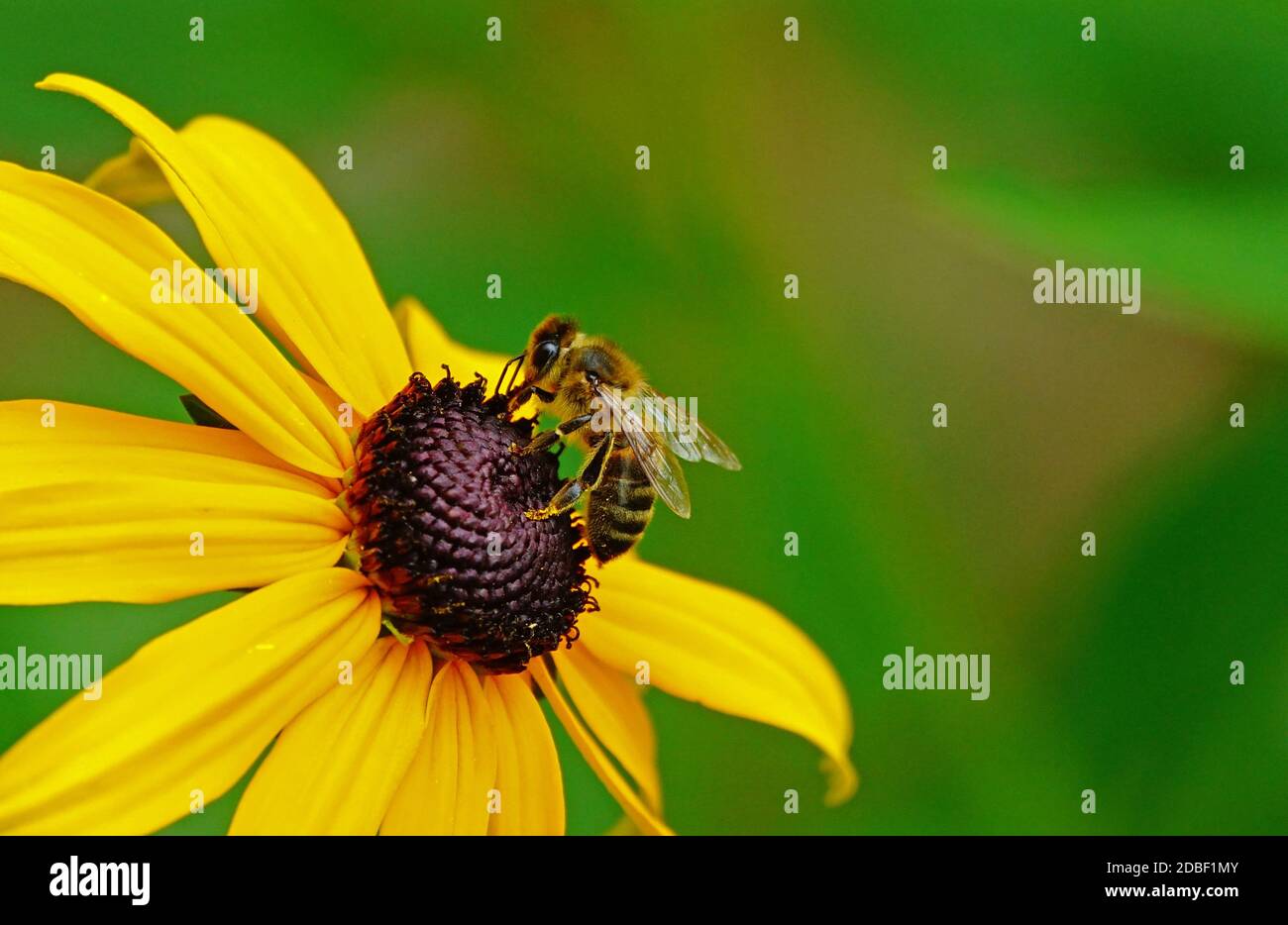 Fleur et abeille jaune Susan à yeux noirs Banque D'Images