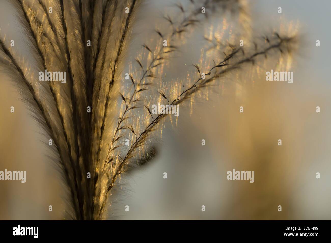 Miscanthus Sinensis, ou l'herbe de pampas japonais dans la lumière du soleil d'automne à Nara, Japon Banque D'Images