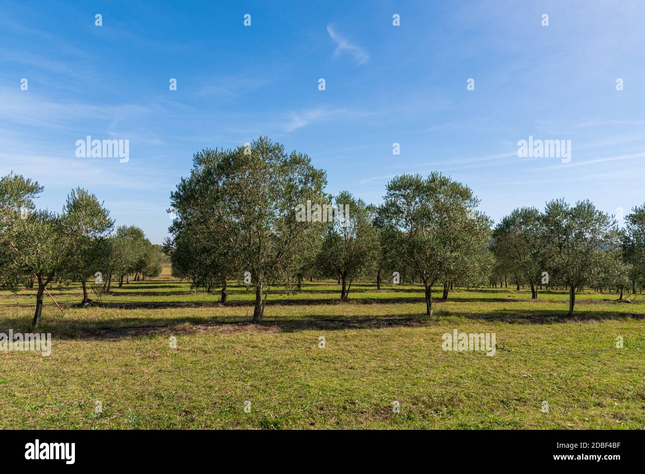 belles plantations d'oliviers dans les montagnes Banque D'Images