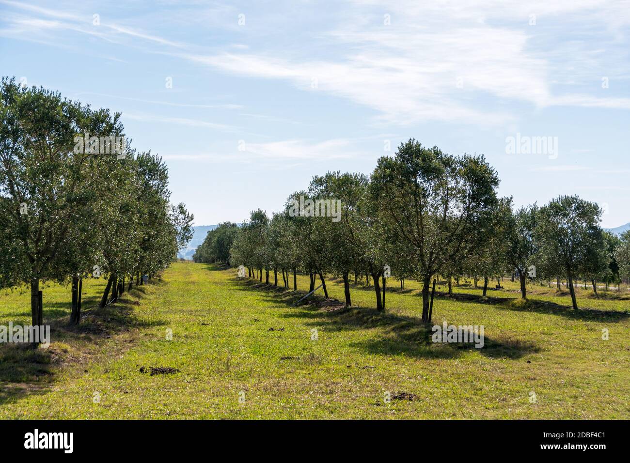 belles plantations d'oliviers dans les montagnes Banque D'Images