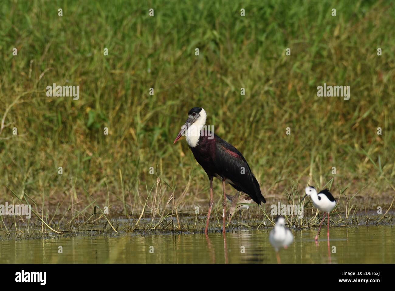 Wooly necked Stork, Ciconia episcopus, Bhigwan, Maharashtra, Inde Banque D'Images
