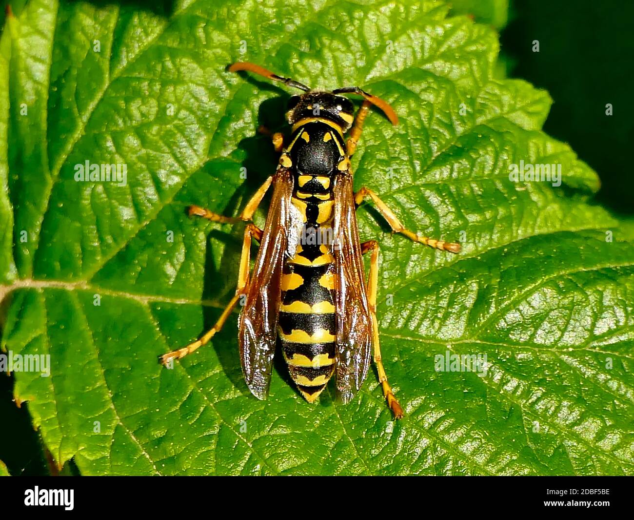 Wasp dans un jardin allemand Banque D'Images