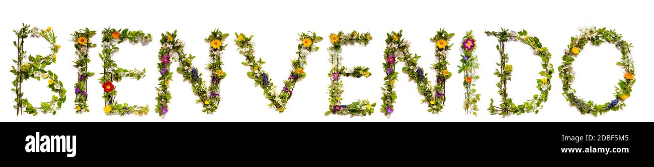 Fleur, branches et Blossom lettre Bâtiment espagnol Word Bienvenido signifie Bienvenue. Arrière-plan isolé blanc Banque D'Images