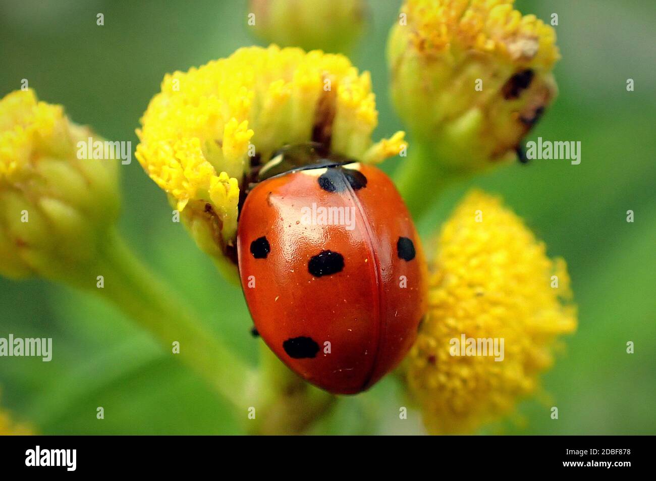 Coccinelle sur une fleur jaune Banque D'Images