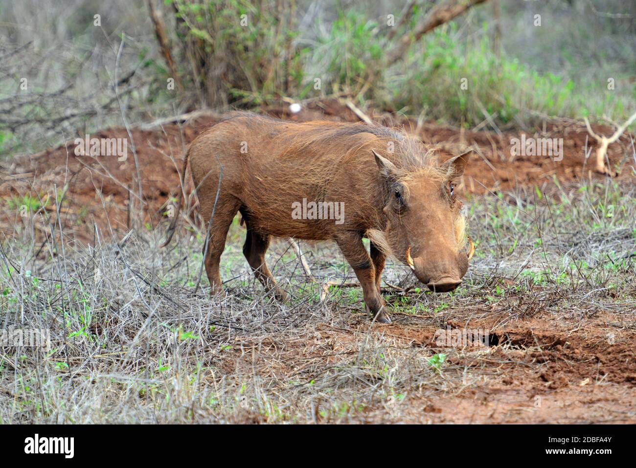 Parc national de Hlane Royal, Swaziland, warthog Banque D'Images