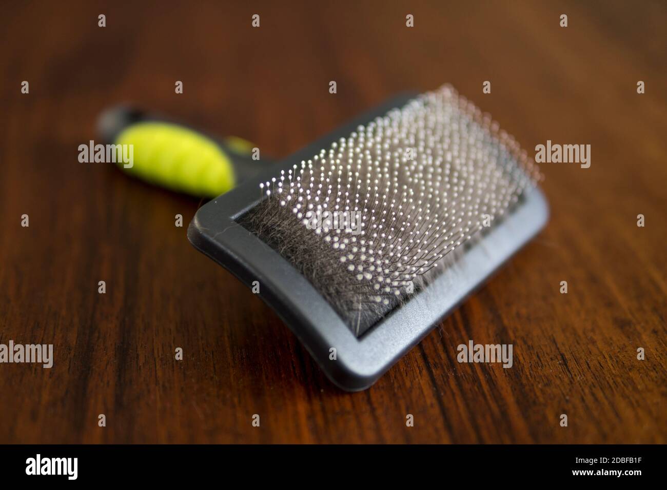 détail de la brosse pour chat utilisé pour le brossage et la fourrure de chats de desheddnig Banque D'Images