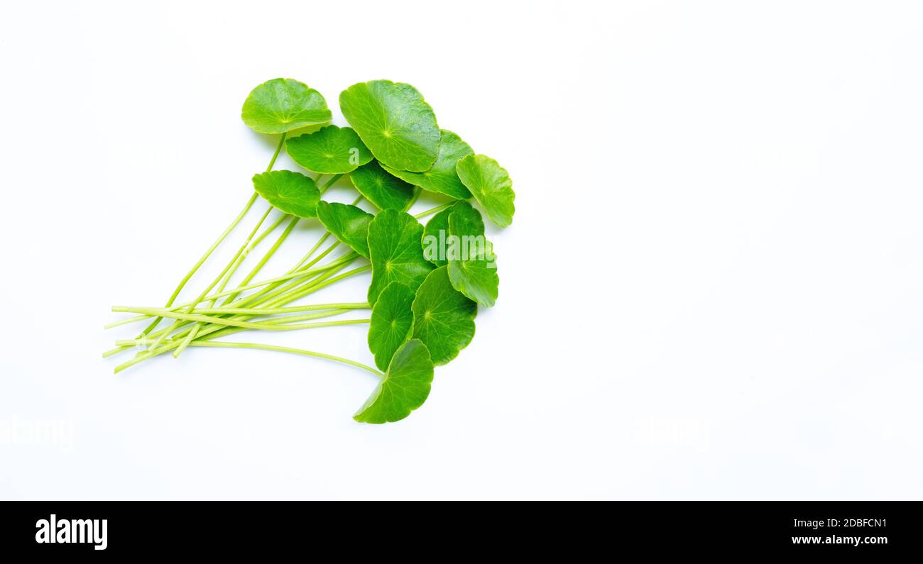 Feuilles de centella asiatica vert frais ou plante de l'eau de la pnymotte Banque D'Images