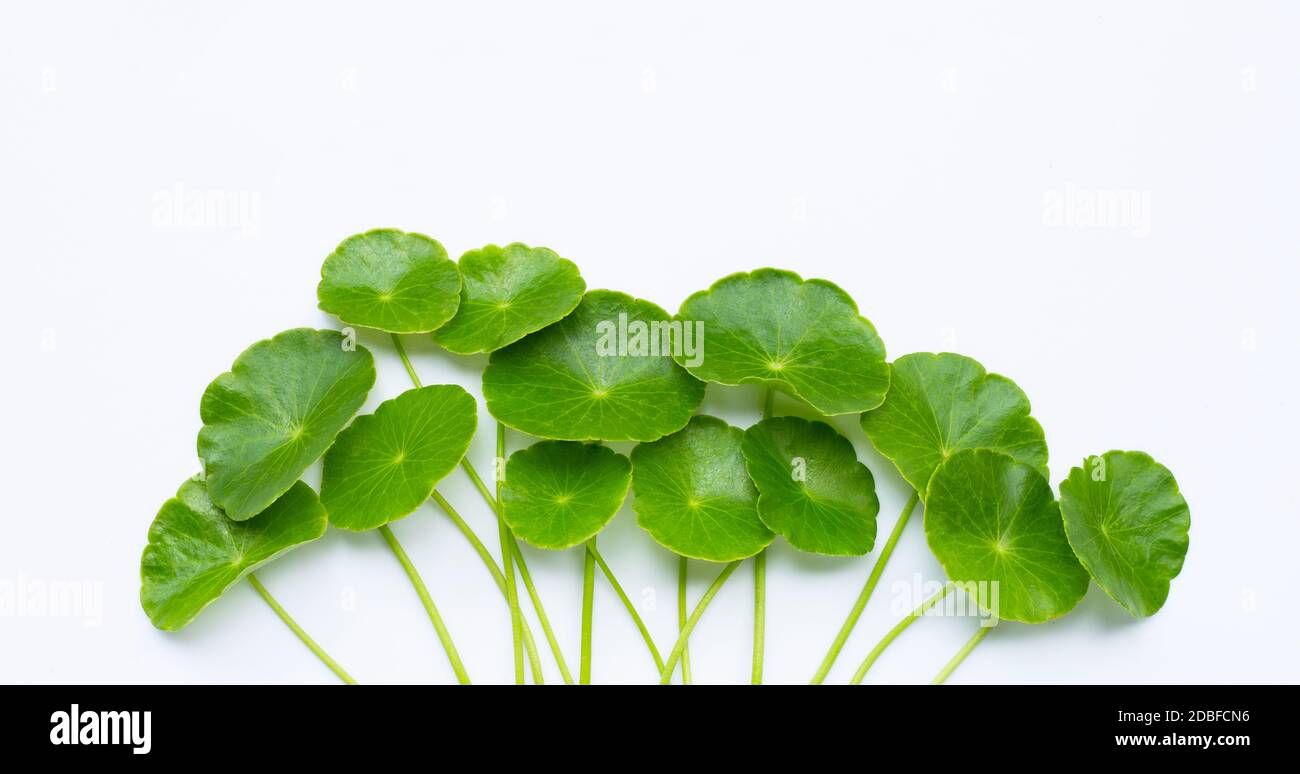 Feuilles de centella asiatica vert frais ou plante de l'eau de la pnymotte Banque D'Images