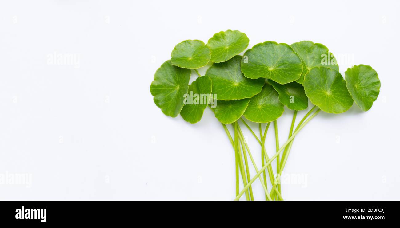 Feuilles de centella asiatica vert frais ou plante de l'eau de la pnymotte Banque D'Images
