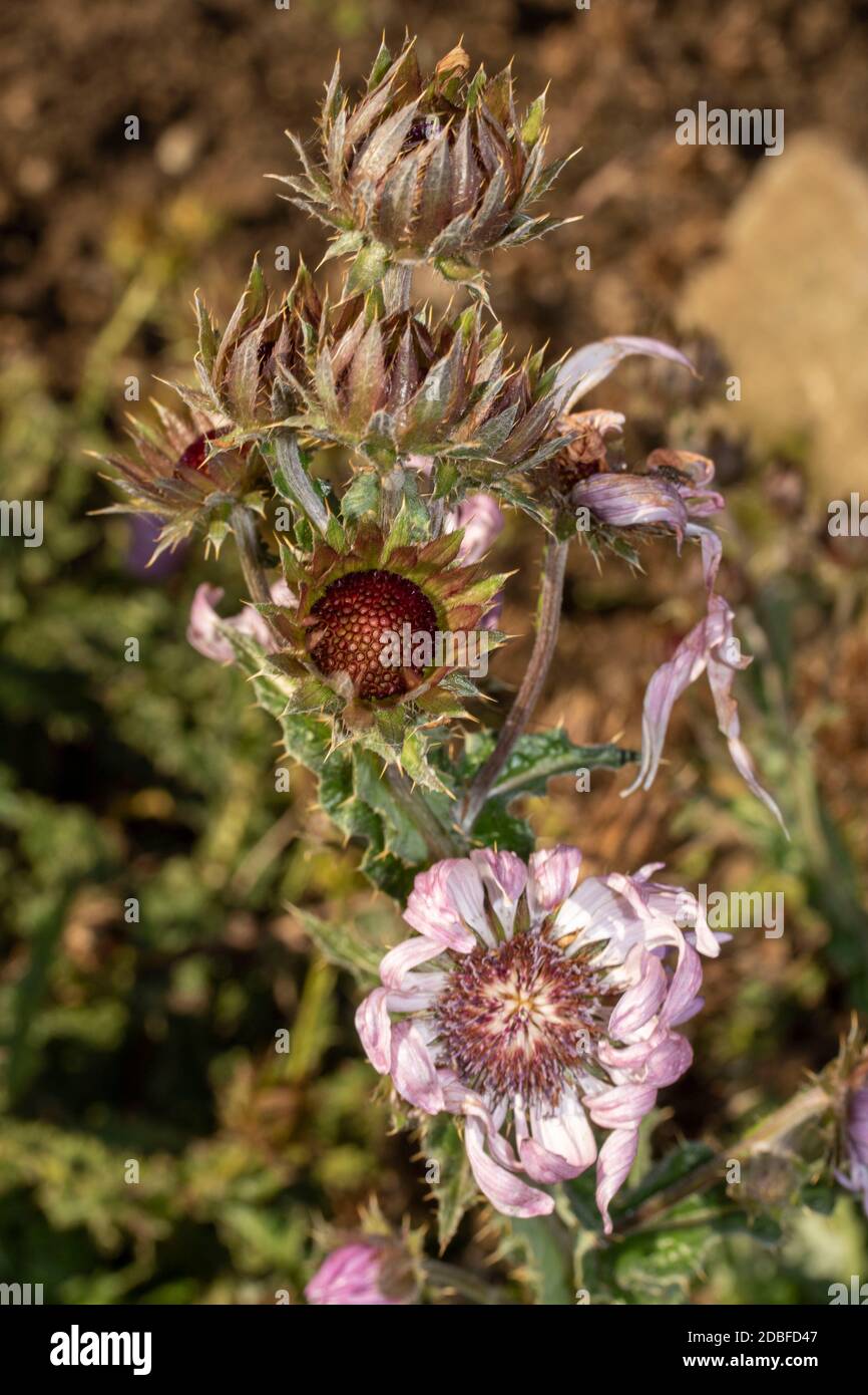 Architectural Berkheya Purpurea (Zulu Warrior), portrait de fleur naturel Banque D'Images