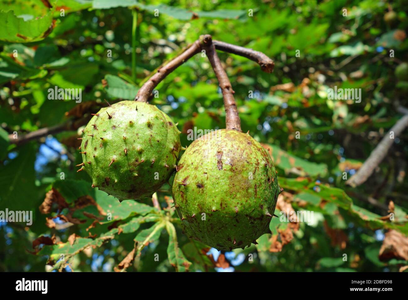 Aesculus hippocastanum Banque D'Images