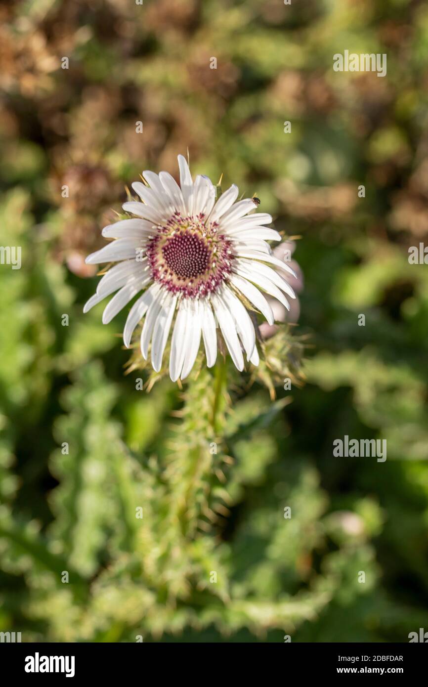 Architectural Berkheya Purpurea (Zulu Warrior), portrait de fleur naturel Banque D'Images