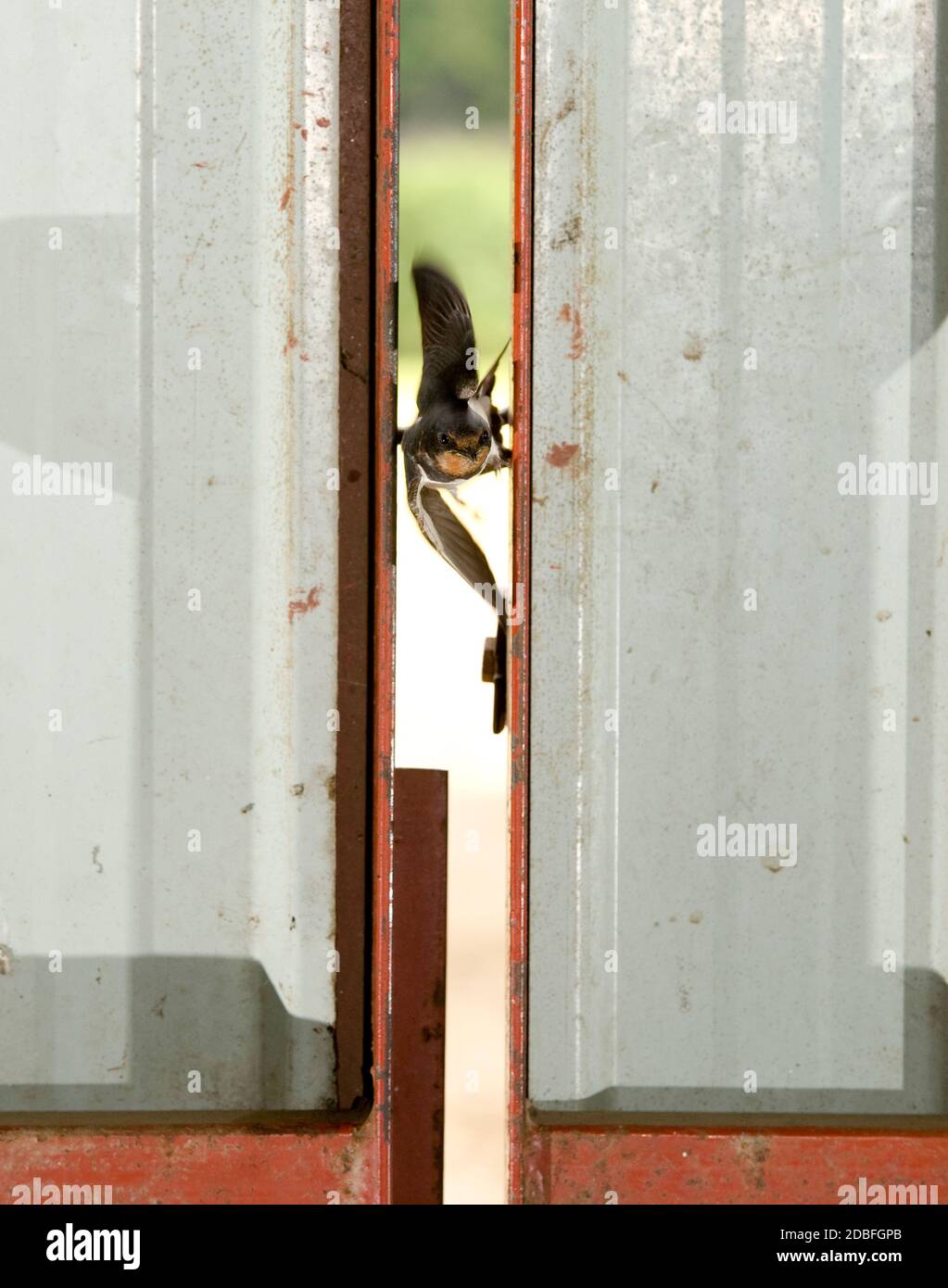 La grange Swallow survolant un espace vertical dans une porte de hangar de ferme. Banque D'Images