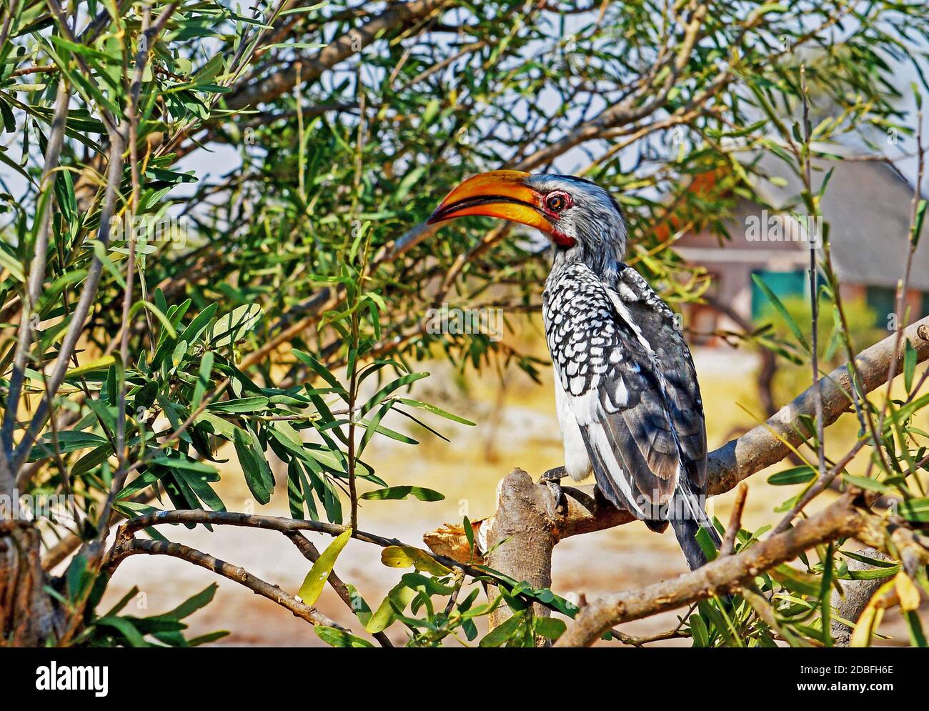 Un toco à bec jaune du sud Banque D'Images
