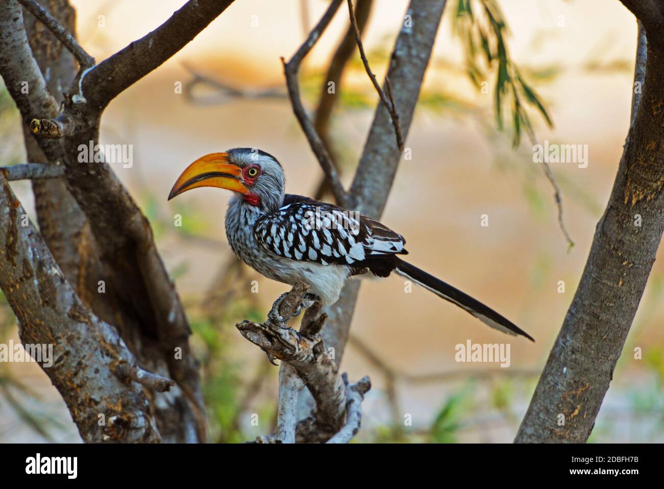 Un toco à bec jaune du sud Banque D'Images