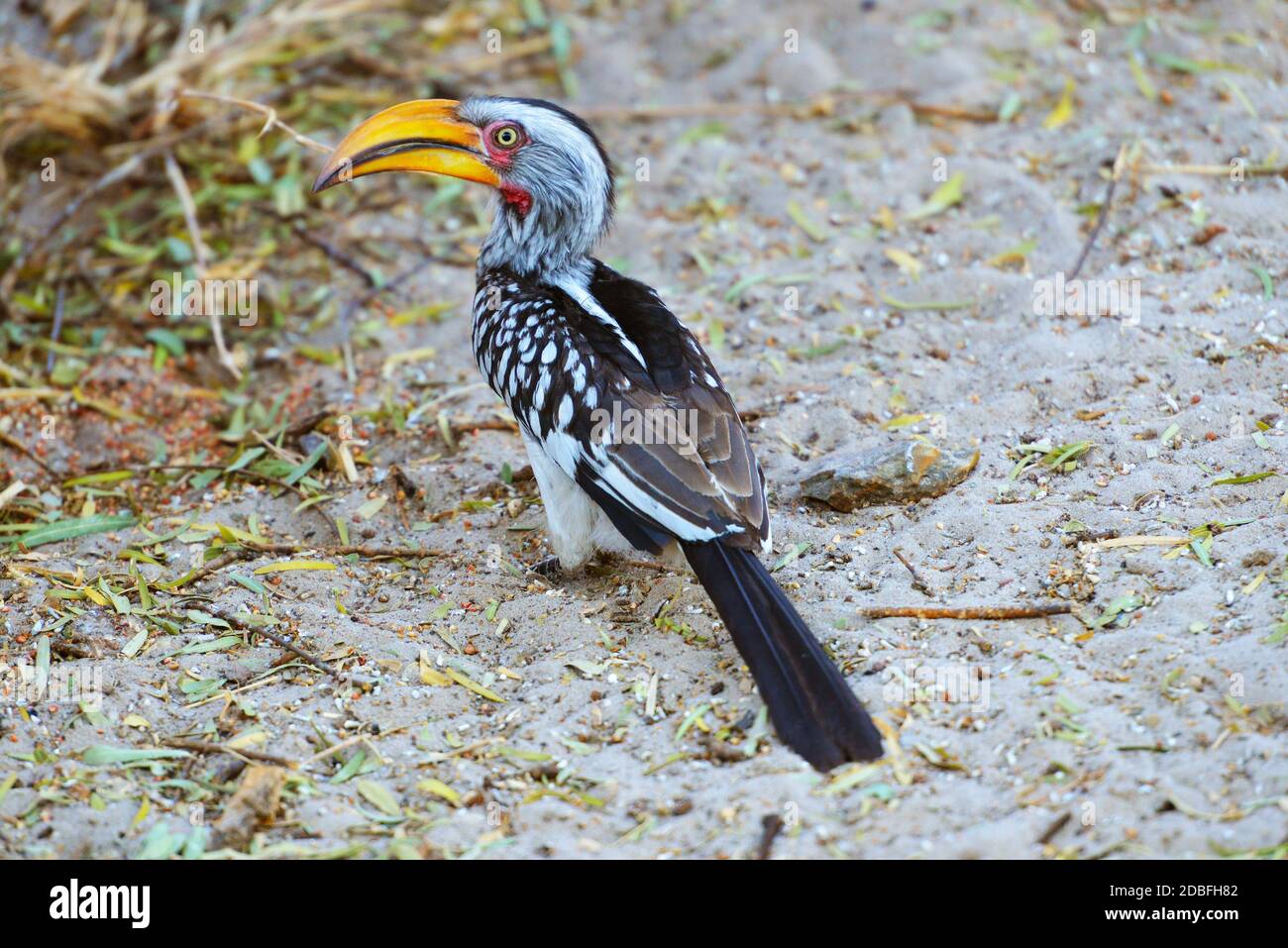 Un toco à bec jaune du sud Banque D'Images