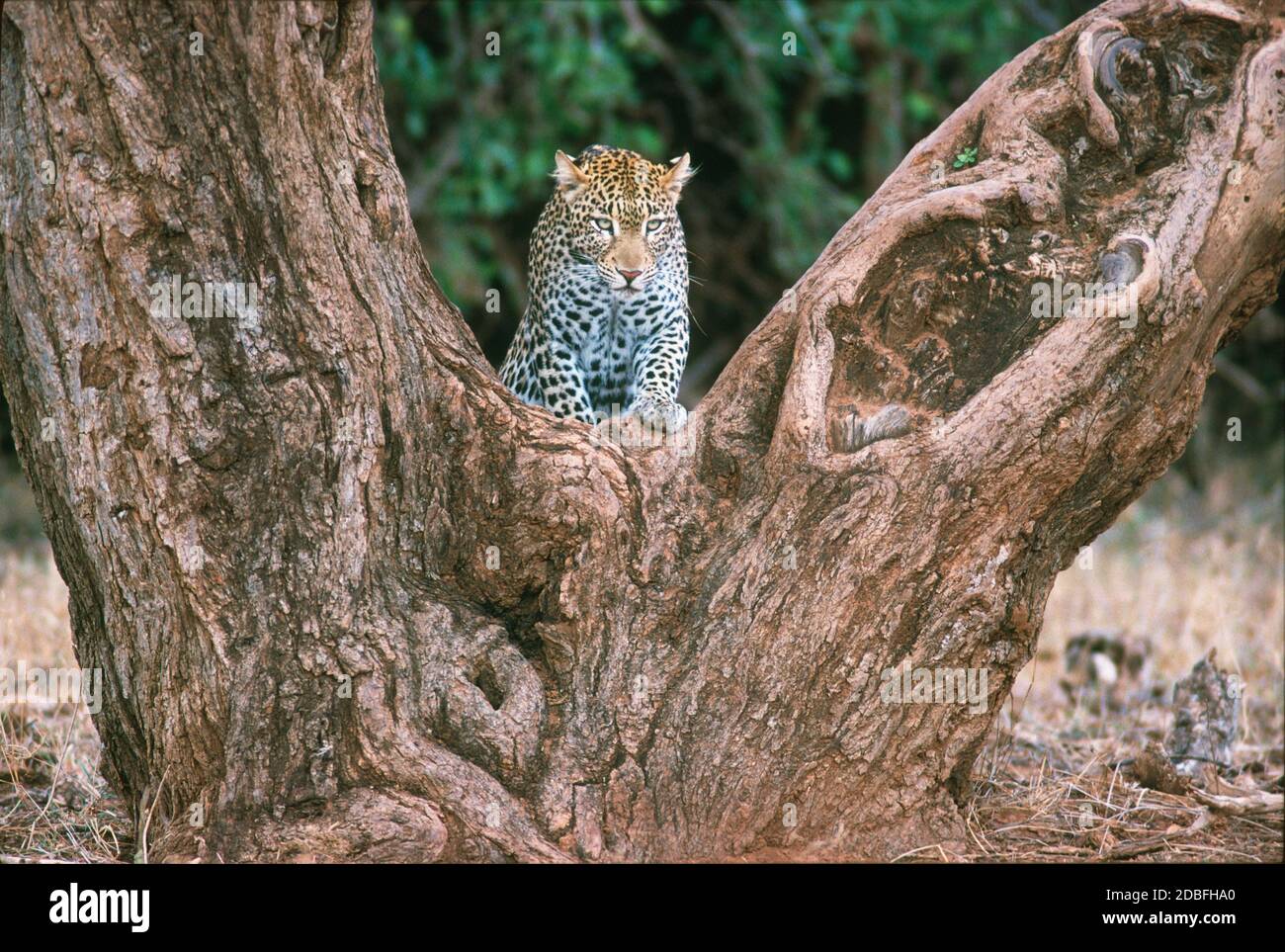 Leopard sur le point de grimper un arbre au Kenya Banque D'Images