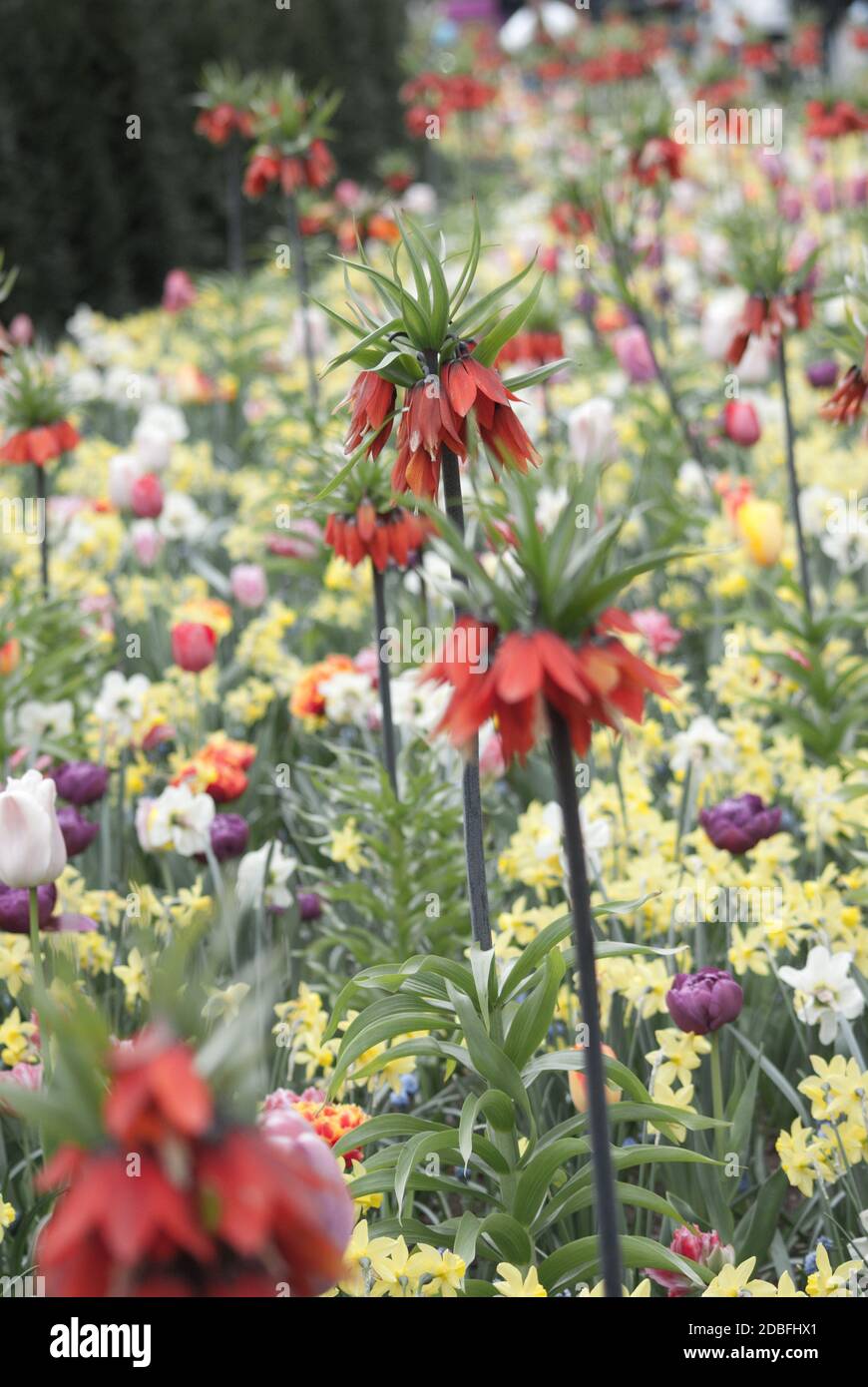 Différentes couleurs dans le parc fleurit en Hollande Banque D'Images