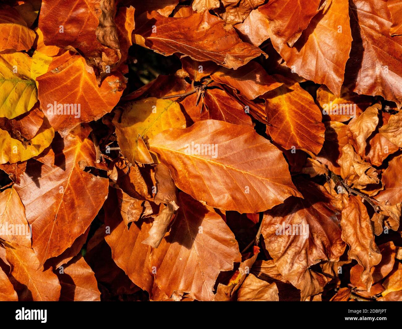 Feuilles d'arbre Beech doré et déchue en automne. Banque D'Images