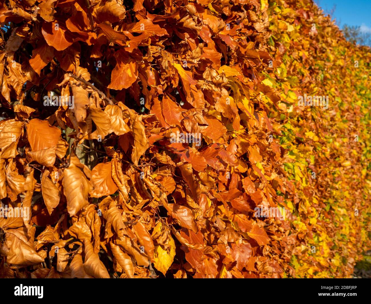 Haie en hêtre avec feuilles d'automne dorées. Banque D'Images