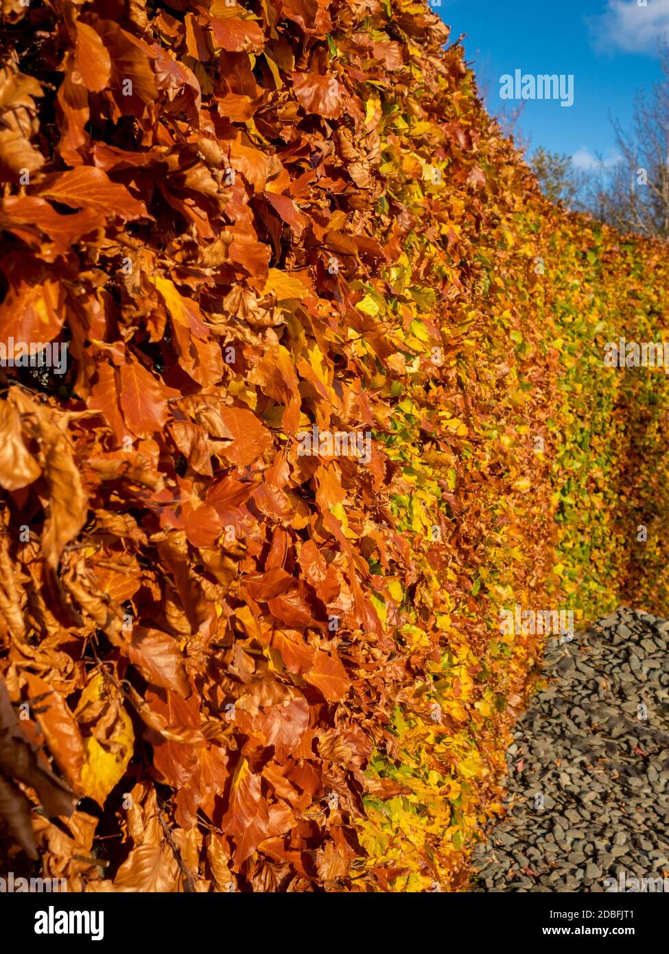 Haie en hêtre avec feuilles d'automne dorées. Banque D'Images