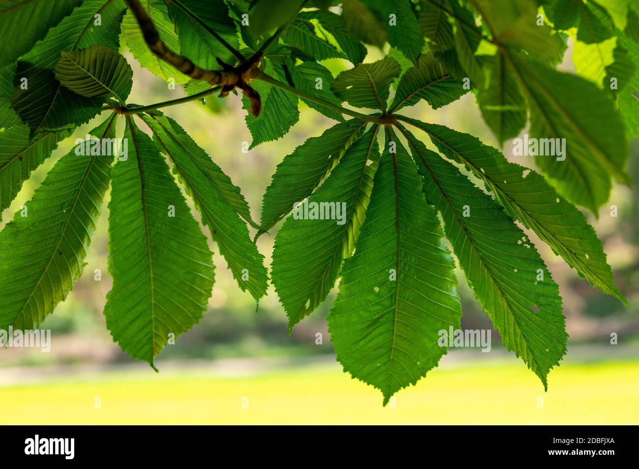 Feuille de châtaignier isolé Banque de photographies et d’images à