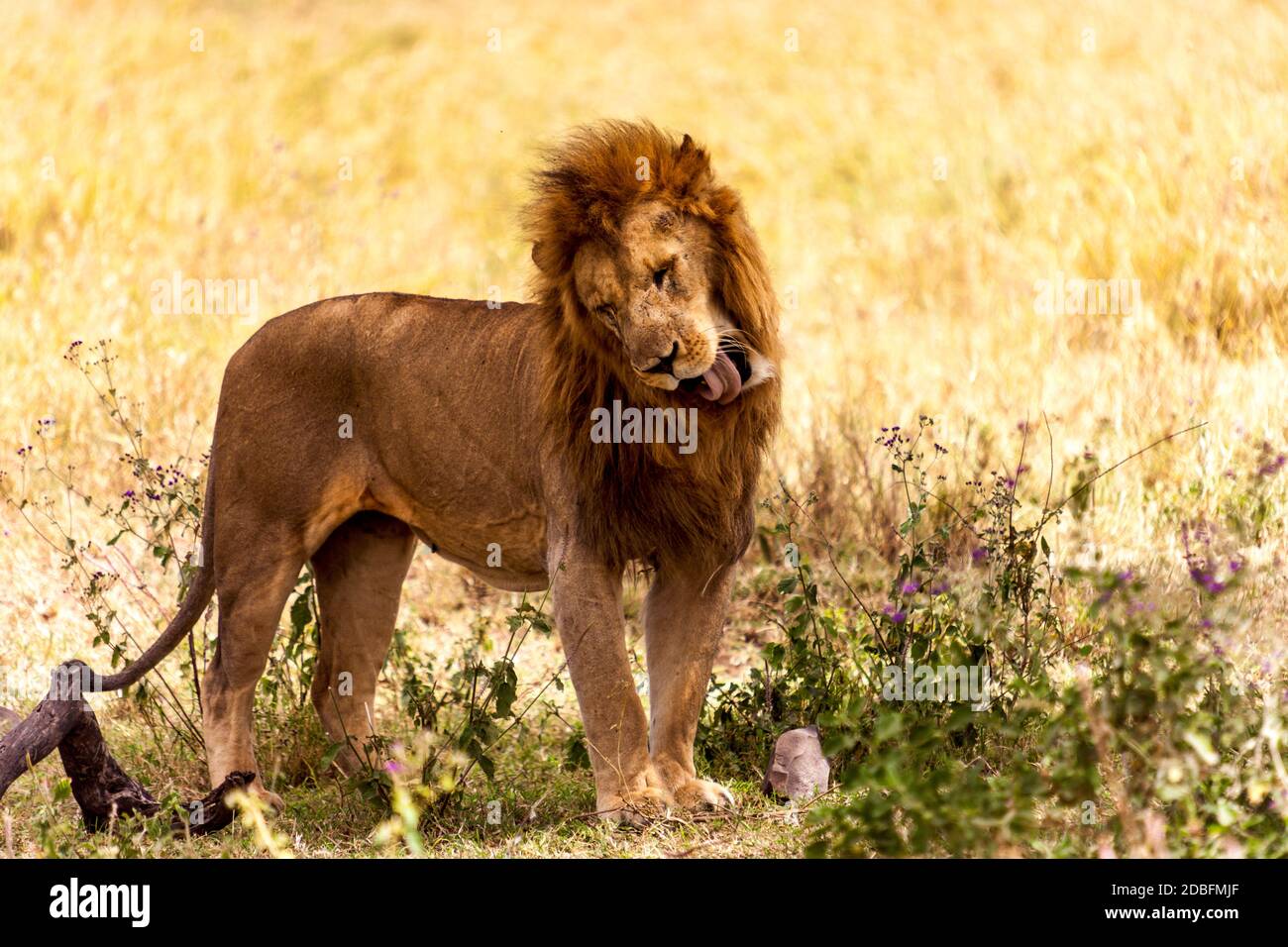 Lion mâle Banque D'Images Lion mâle Banque D'Images