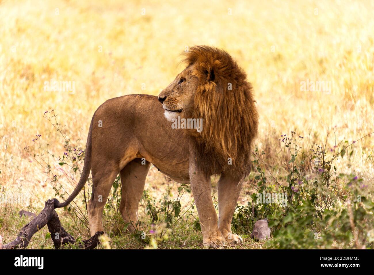 Lion mâle Banque D'Images Lion mâle Banque D'Images
