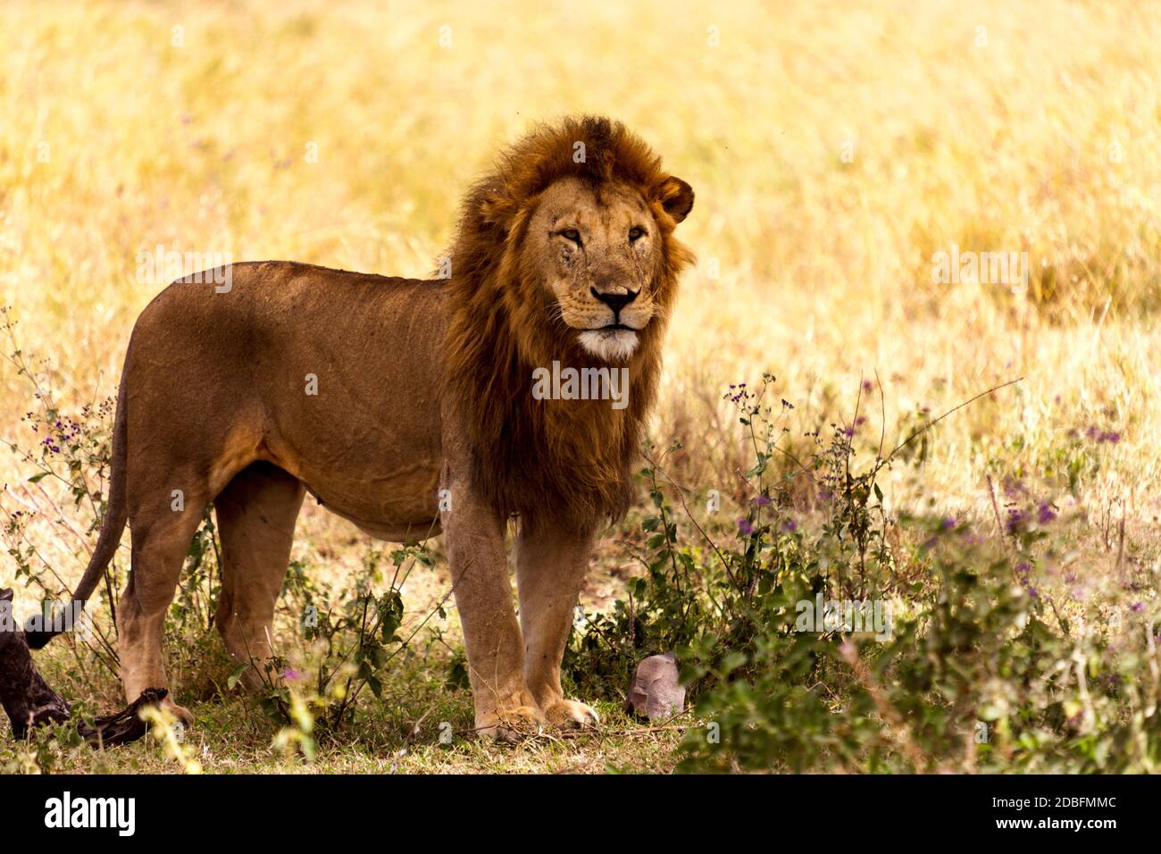 Lion mâle Banque D'Images Lion mâle Banque D'Images