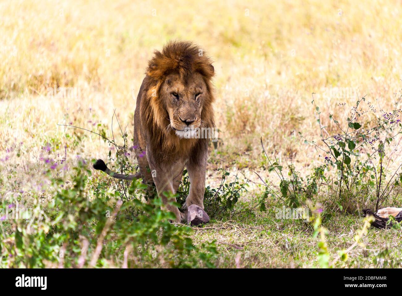 Lion mâle Banque D'Images Lion mâle Banque D'Images