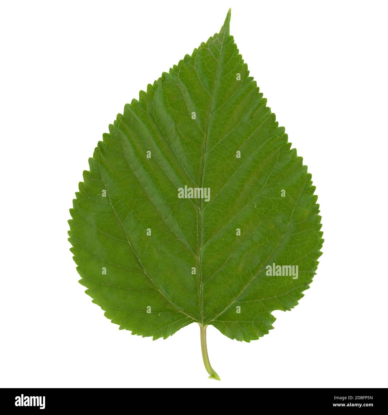 Feuille de mûrier blanc (nom scientifique Morus alba) isolée sur fond