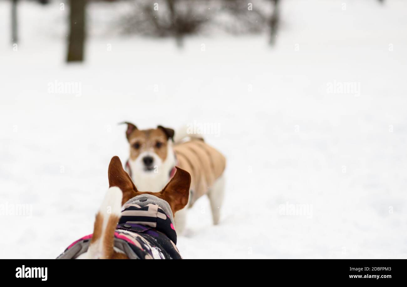 Deux chiens se rencontrent dans un parc de chiens en laisse debout sous tension poser Banque D'Images