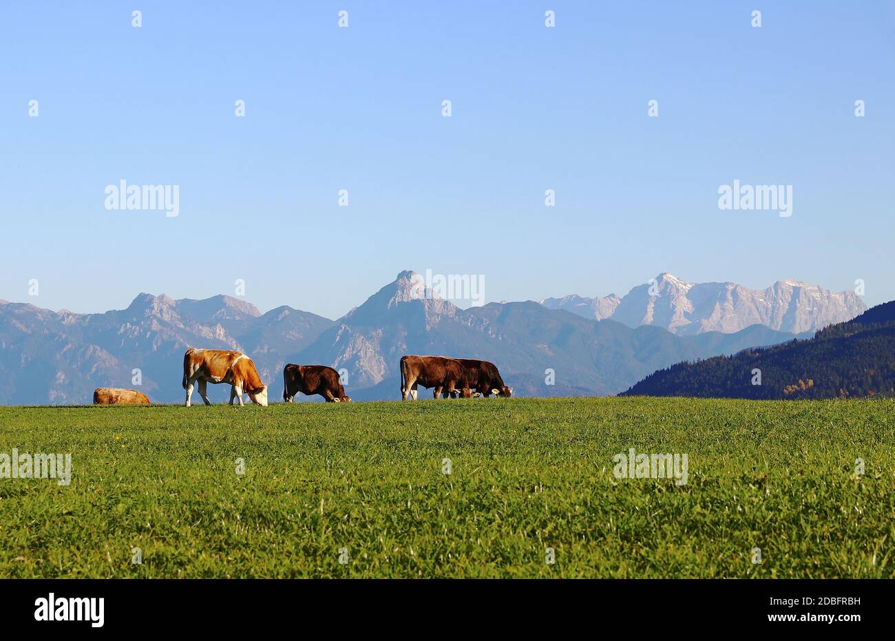 Un troupeau de vaches laitières sur un pré en Bavière, en face des Alpes d'Allgaeuer Banque D'Images