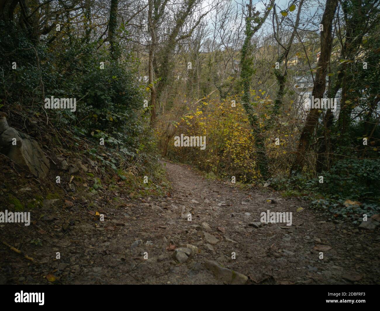 Les feuilles d'automne tombent des arbres le long du sentier côtier de Gower, près de la baie de Caswell, au pays de Galles. Un petit bois le long de la côte. Banque D'Images