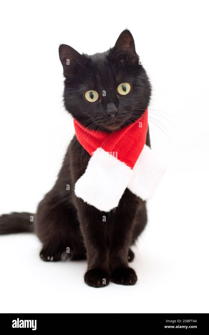 Portrait Du Chat Noir En Costume Du Pere Noel Robe De Noel Et Chapeau De Pere Noel Sur Chat Noir Photo Stock Alamy