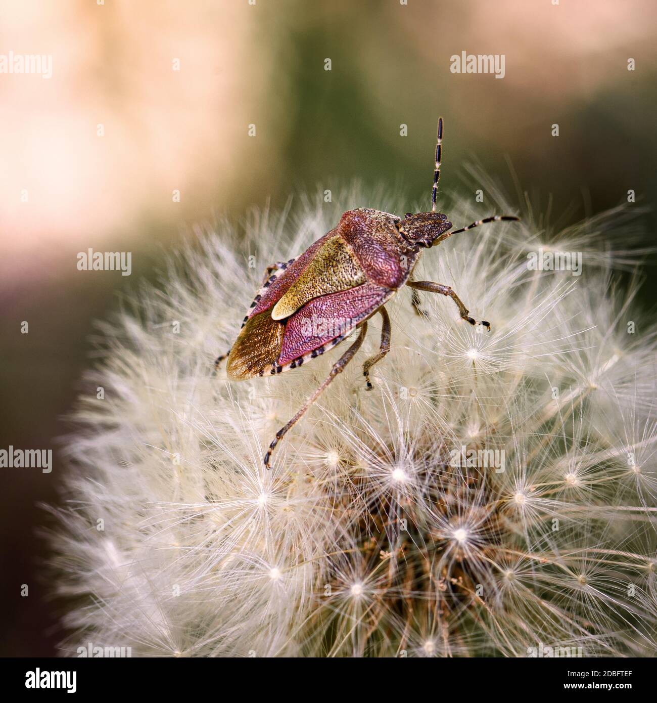 insecte de la forêt de lilas assis sur un pissenlit, gros plan Banque D'Images