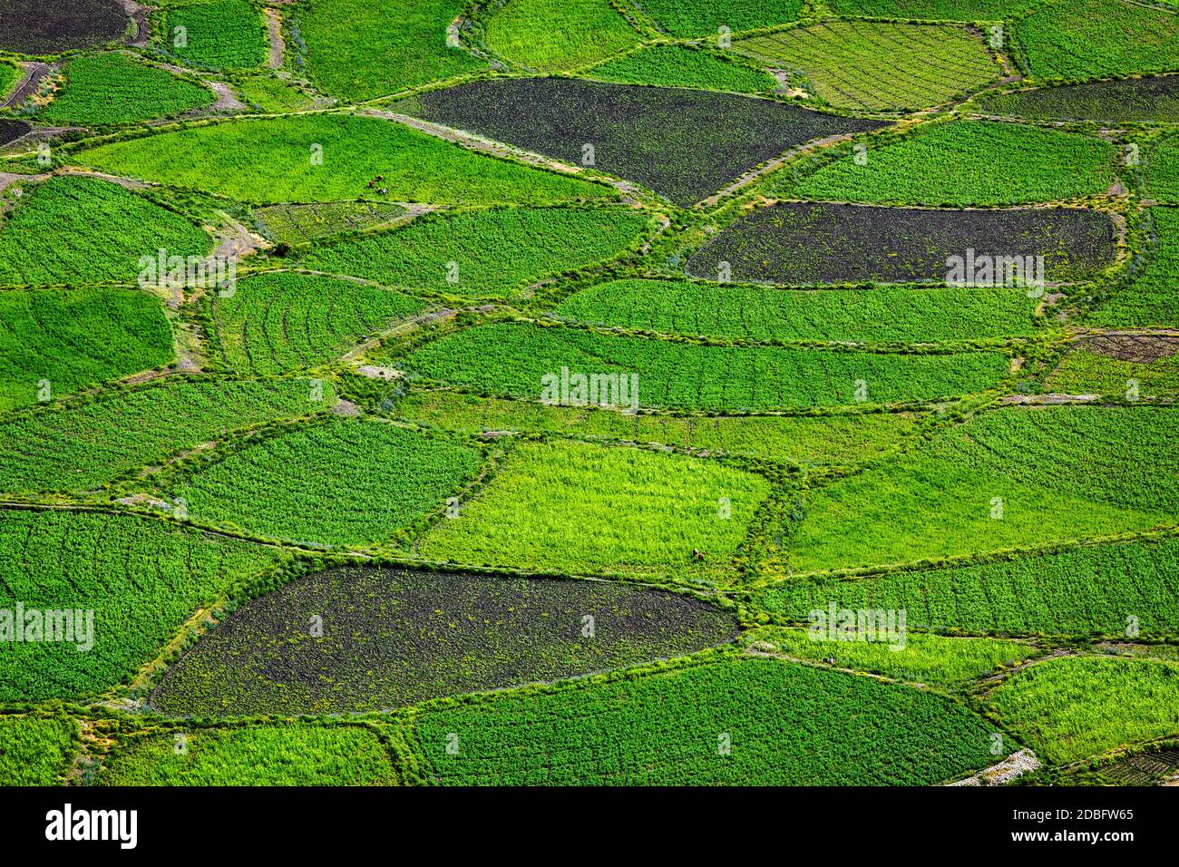 Champs verts dans la vallée de Spiti, Himachal Pradesh, Inde Banque D'Images