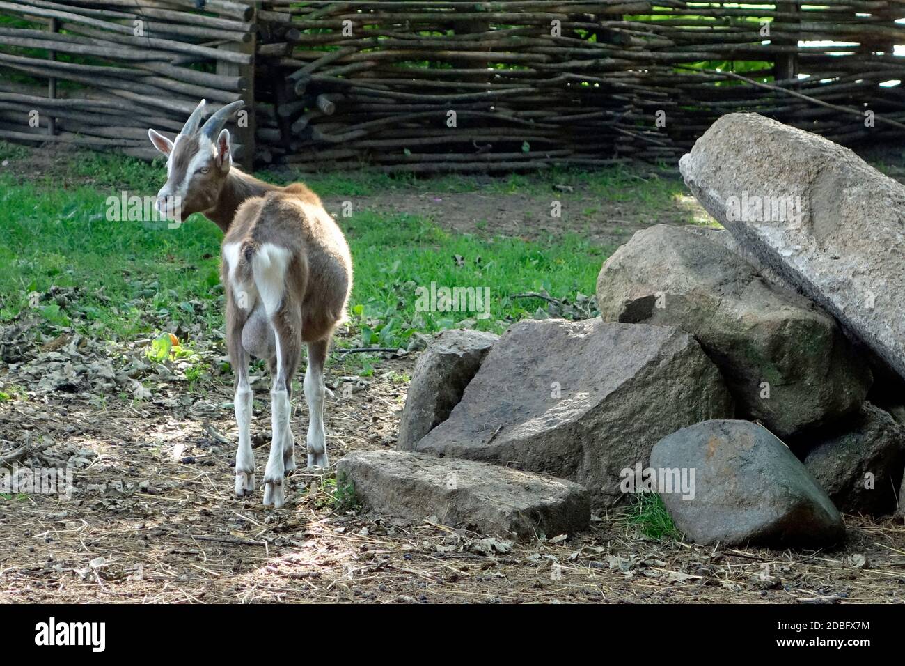 Capra aegagrus hircus Banque D'Images