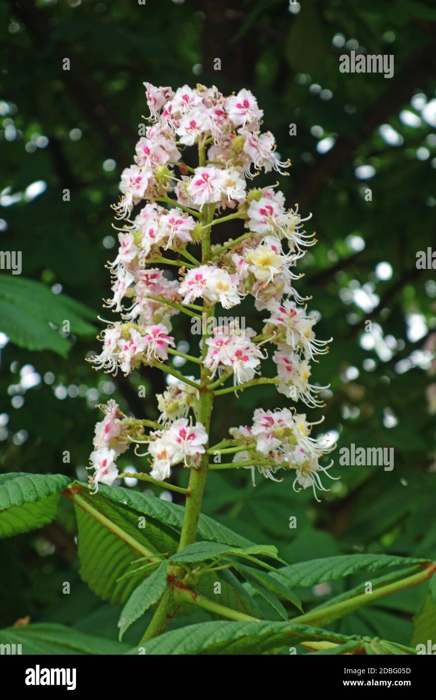 Aesculus hippocastanum Banque D'Images