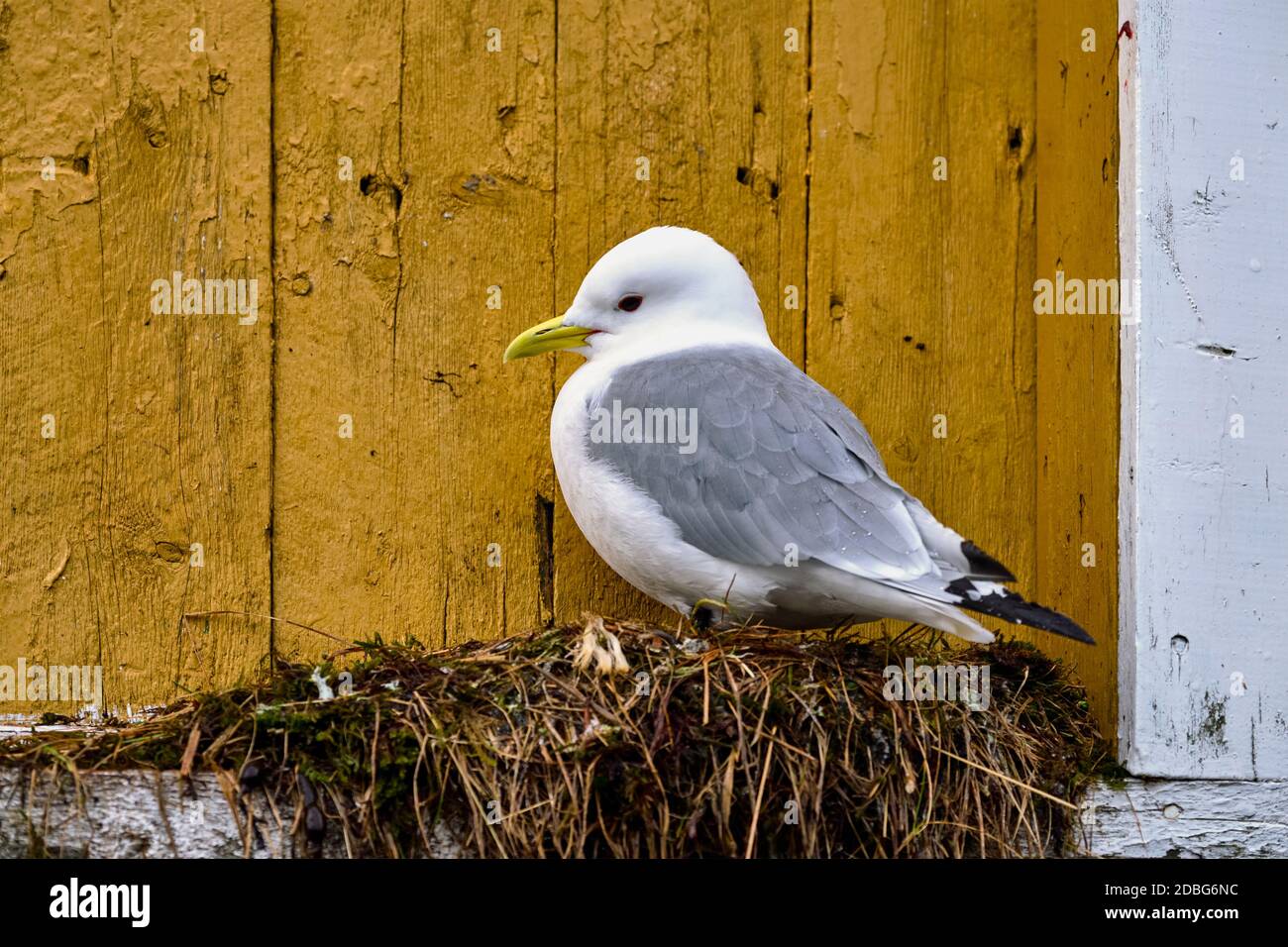 Mouette oiseau contre mur jaune. Les îles Lofoten, Norvège Banque D'Images
