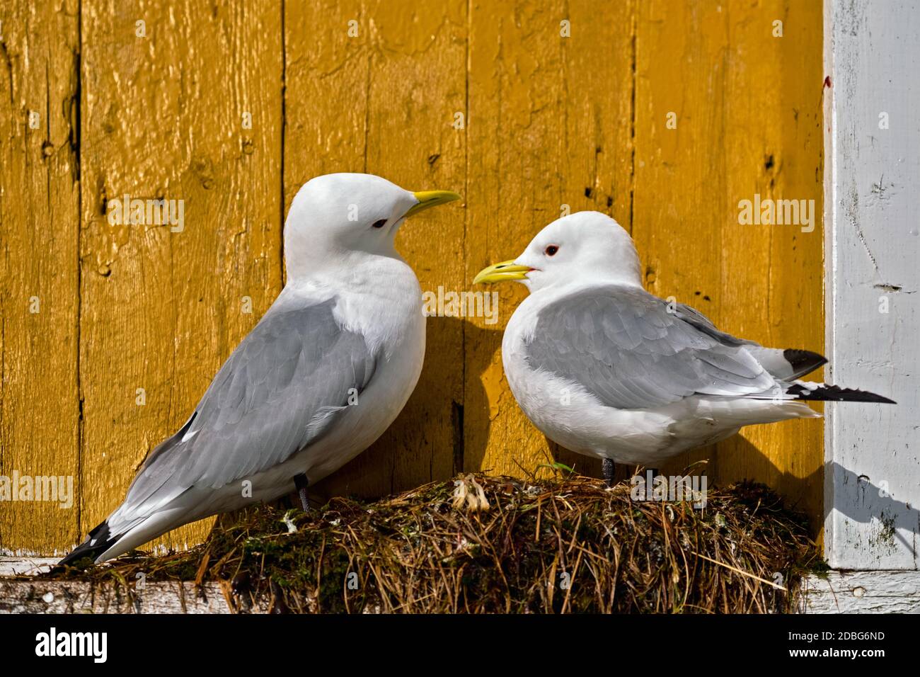 Couple de mouettes deux oiseaux sur son nid contre mur jaune. Les îles Lofoten, Norvège Banque D'Images