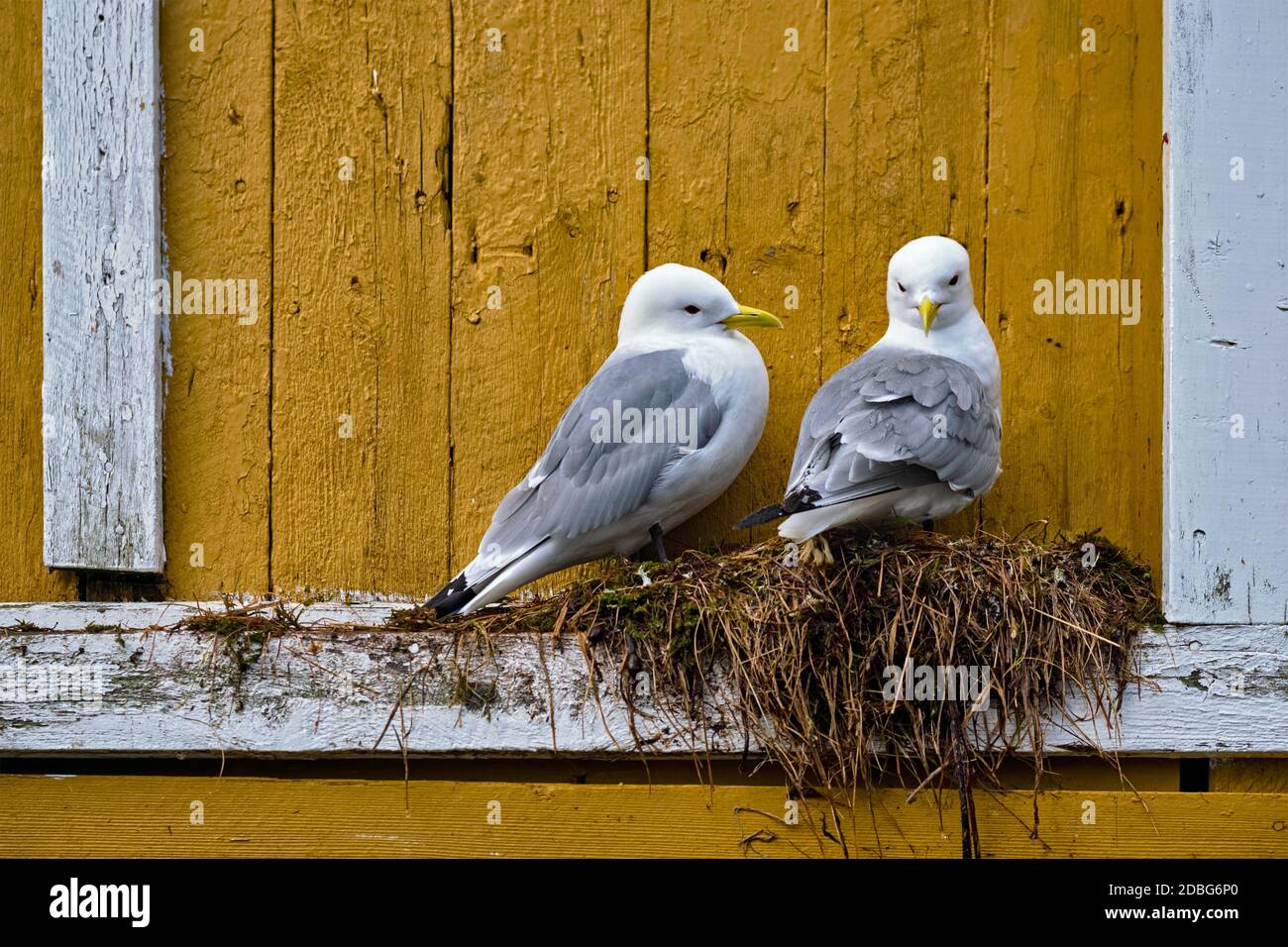 Couple de mouettes deux oiseaux sur son nid contre mur jaune. Les îles Lofoten, Norvège Banque D'Images