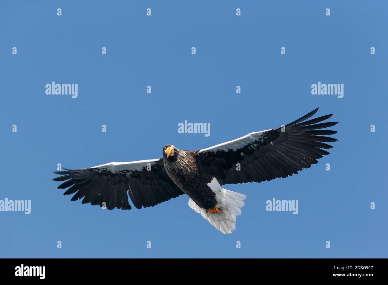 L'aigle de mer de Steller, Haliaeetus pelagicus, les ailes volantes se répandent. Rausu, Menashi, Hokkaido, Japon. Banque D'Images