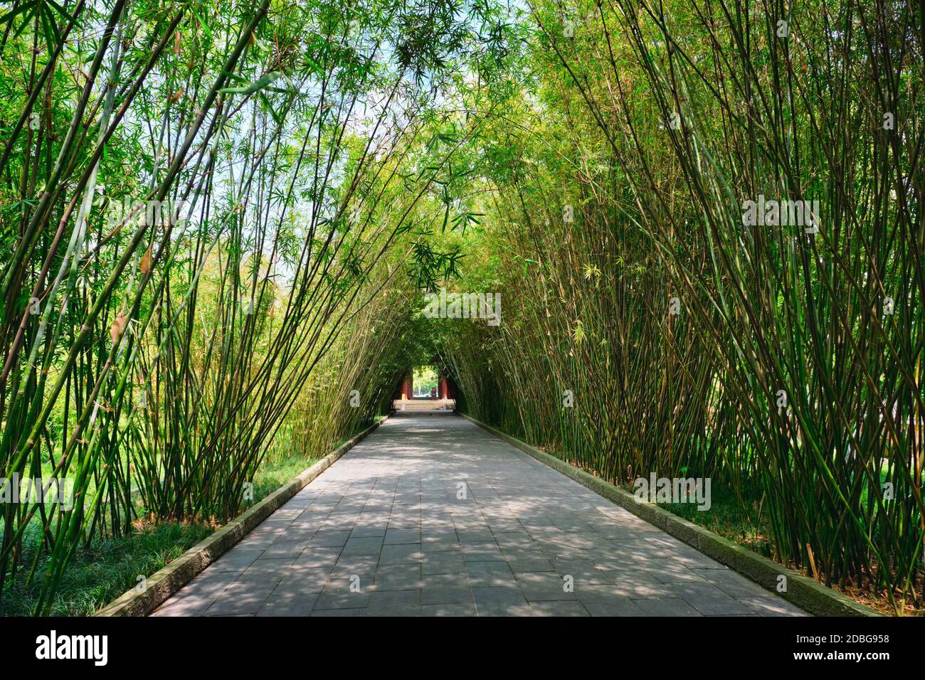 Chemin dans la forêt de bambous brove dans le pavillon Wangjiang (Tour Wangjiang) Parc Wangjianglou. Chengdu, Sichuan, Chine Banque D'Images