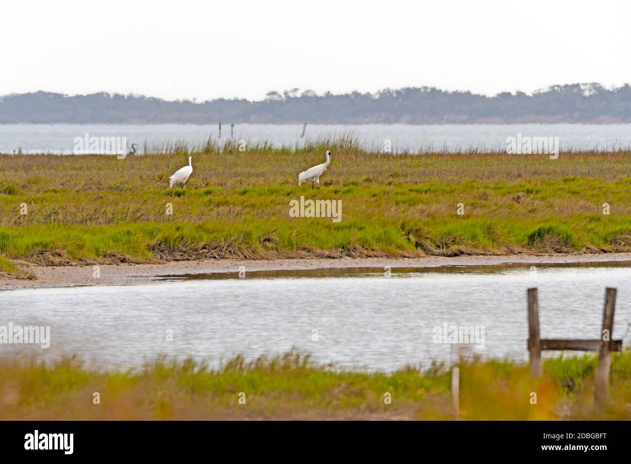 Couple de sélection de grues blanches se nourrissant dans un marais à Aransas National Wildlife refuge au Texas Banque D'Images